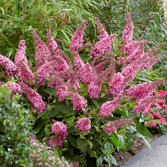 Liliac De Vară Orchid Beauty - Buddleja Orchid Beauty