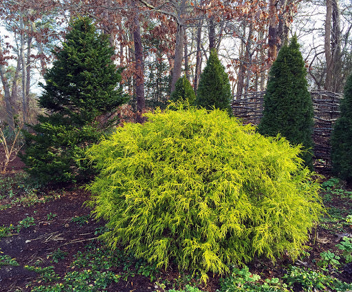 Chiparos Pitic Golden Mop - Chamaecyparis Pisifera Golden Mop