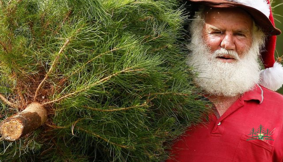 Brazi Naturali de Crăciun