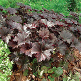 Clopoței De Coral Palace Purple - Heuchera Mic. Palace Purple