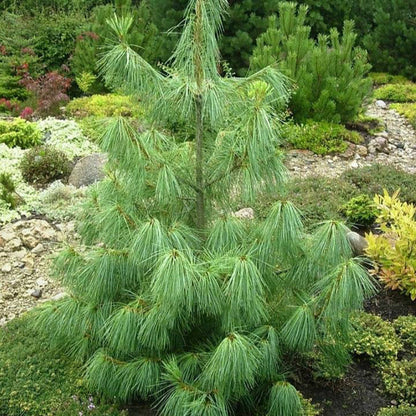Pin De Himalaya - Pinus Wallichiana
