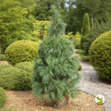 Pinus wallichiana la balot