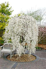 Prunus ‘Snow Fountains’ – Cires ornamental alb plangator pe picior