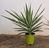Yucca Elephantipes 'Emilia'- Interior
