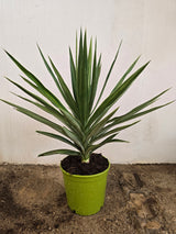 Yucca Elephantipes 'Emilia'- Interior