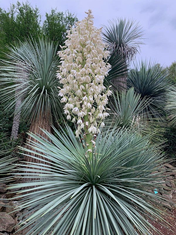 Plante Mediteraneene si Exotice