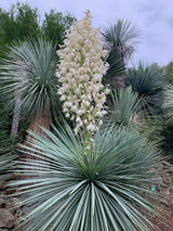 Yucca Filamentosa  Linearifolia