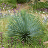 Yucca Albastră - Yucca Rostrata