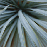 Yucca Albastră - Yucca Rostrata