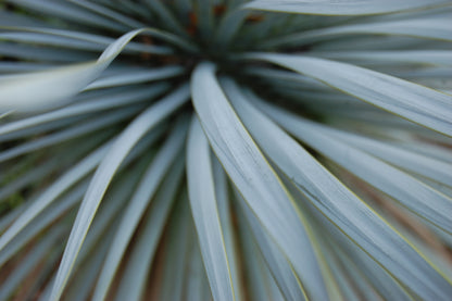 Yucca Albastră - Yucca Rostrata