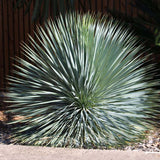 Yucca Albastră - Yucca Rostrata BLUE and BLUE